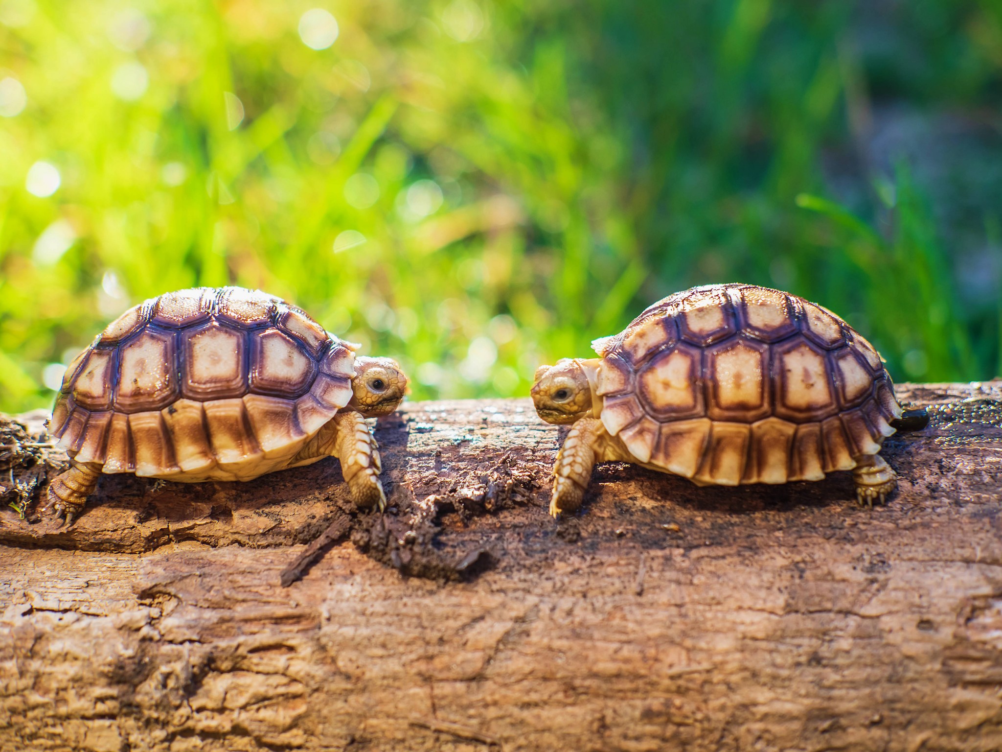 Two small tortoises facing each other on a log | Street Science
