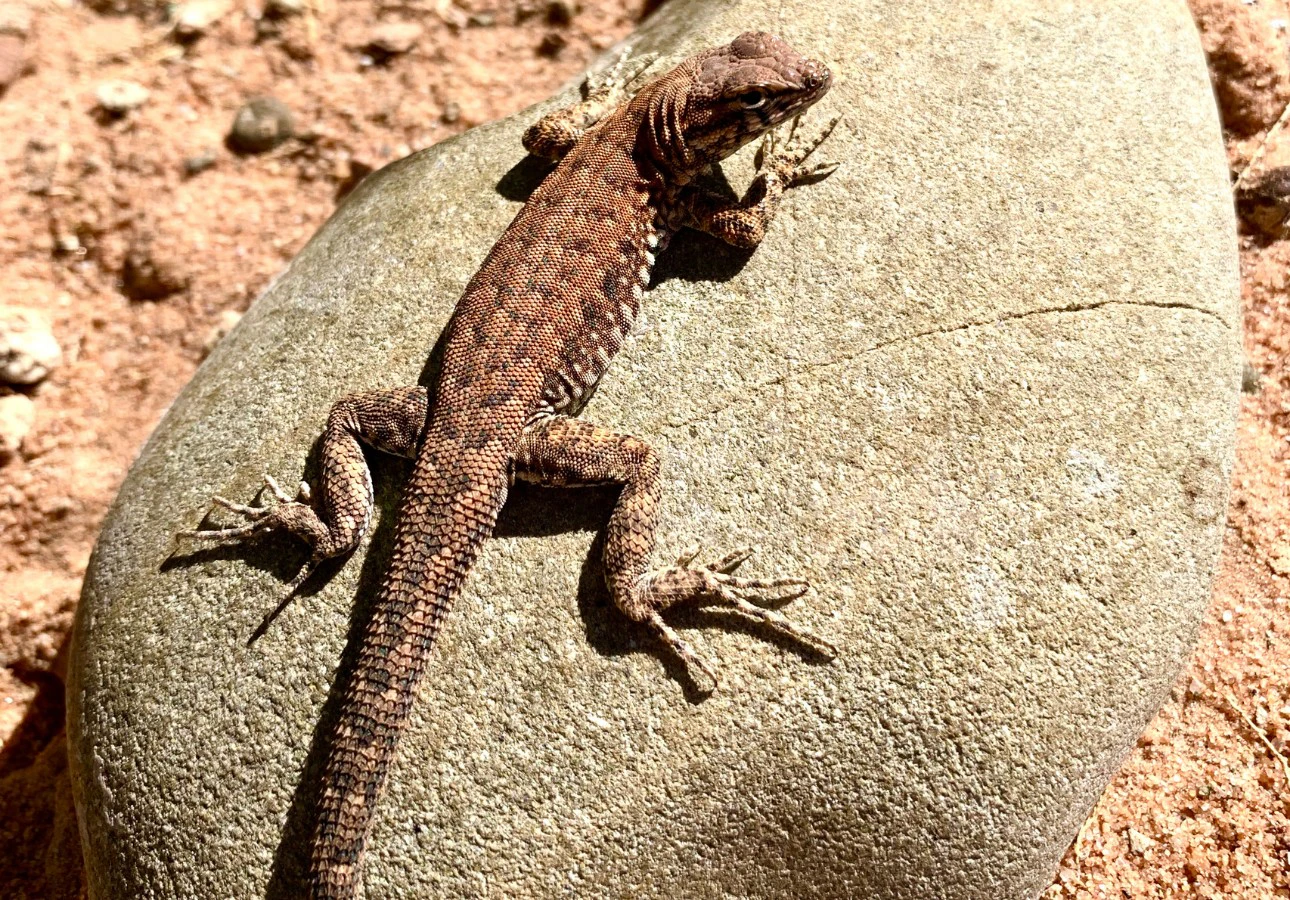 lizard sunning on rock